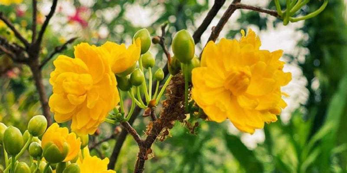 Vườn Mai 'Khủng' với 200 Cây Rực Rỡ Vàng Nở Hoa, Miễn Phí Cho Khách Chụp Ảnh