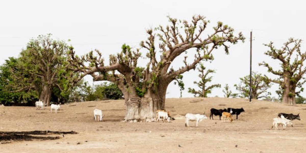 Les opportunités économiques dans les zones rurales du Sénégal